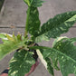 4" Philodendron Ring of Fire