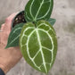 4" Anthurium Crystallinum