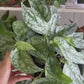 6" Scindapsus Silver Lady