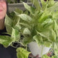 8” Pothos Snow Queen Hanging Basket