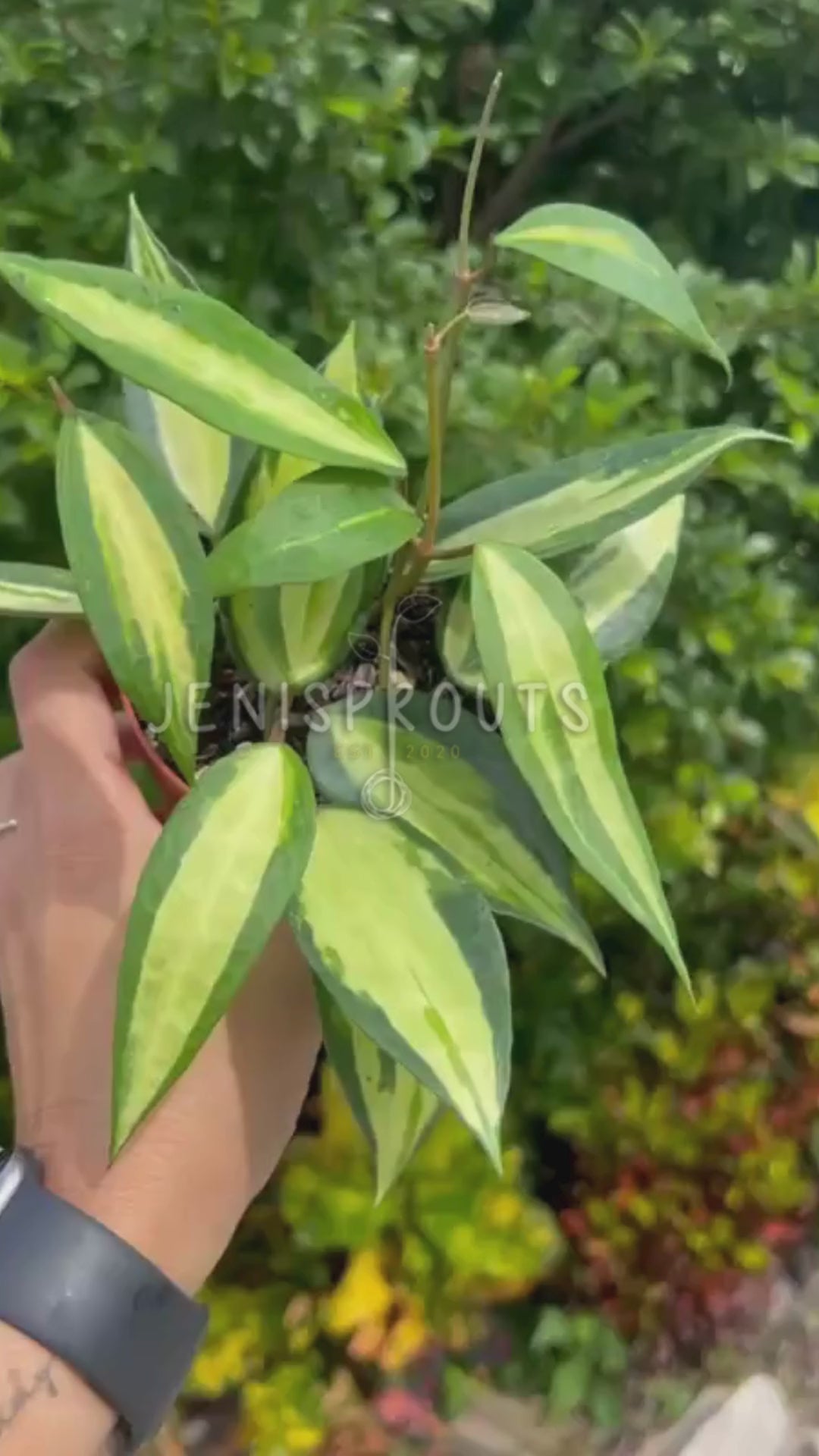 Indoor Plants to Grow Your Collection – Jenisprouts