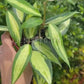 4” Hoya Macrophylla Pot of Gold