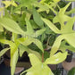 6” Philodendron Florida Ghost