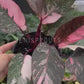 6” Philodendron Pink Princess Galaxy