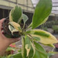 4” Hoya Incrassata Albomarginata