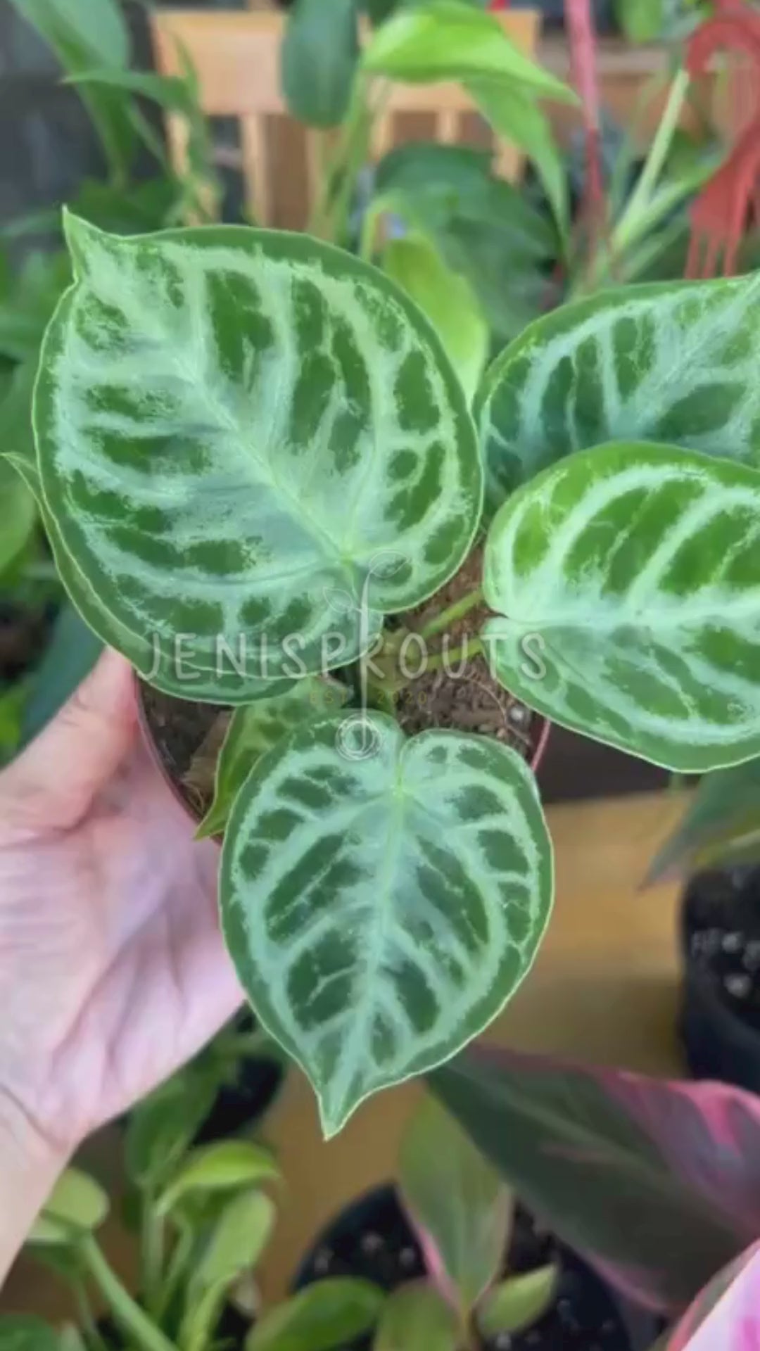 4” Anthurium Dorayaki Silver at Jenisprouts