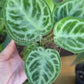 4” Anthurium Dorayaki Silver
