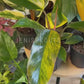 6” Philodendron Red Congo Variegated