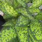 6” Dieffenbachia Military