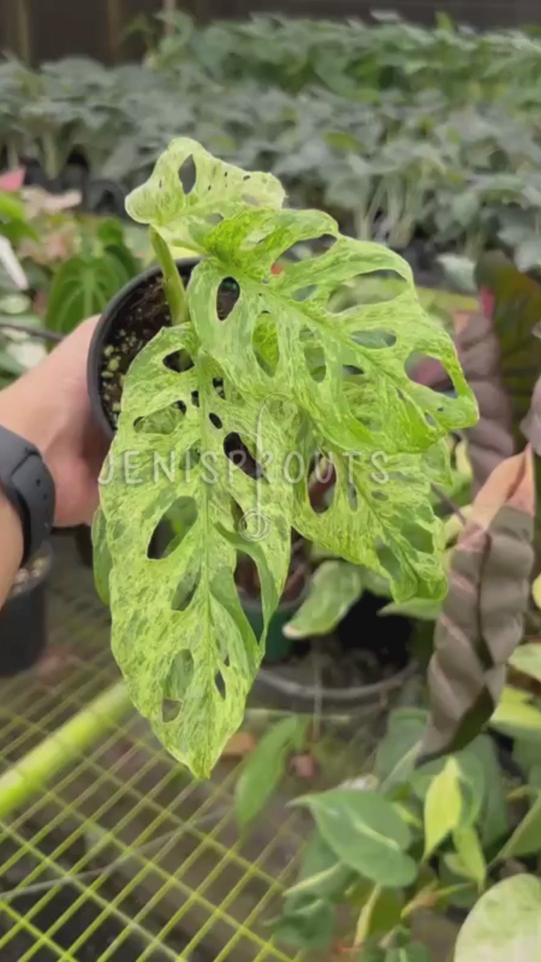 4” Monstera Andansonii Mottled Variegated at Jenisprouts