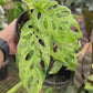 4” Monstera Andansonii Mottled Variegated