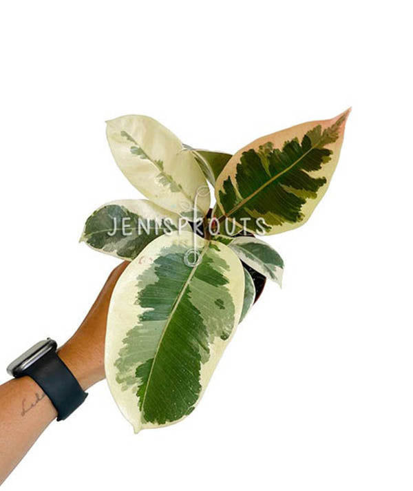 4" Ficus Elastica Tineke (Rubber Plant)