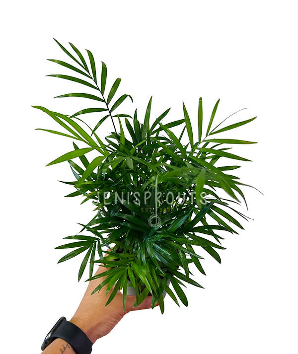 4" Palm Neanthe Bella