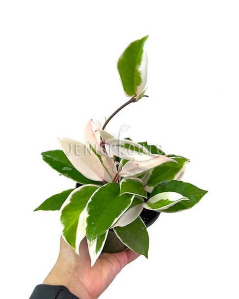 Hoya Carnosa Krimson Queen at Jenisprouts