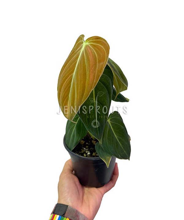 4" Philodendron Melanochrysum