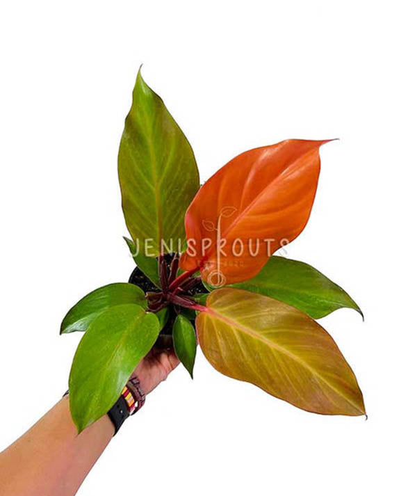 4" Philodendron Prince of Orange