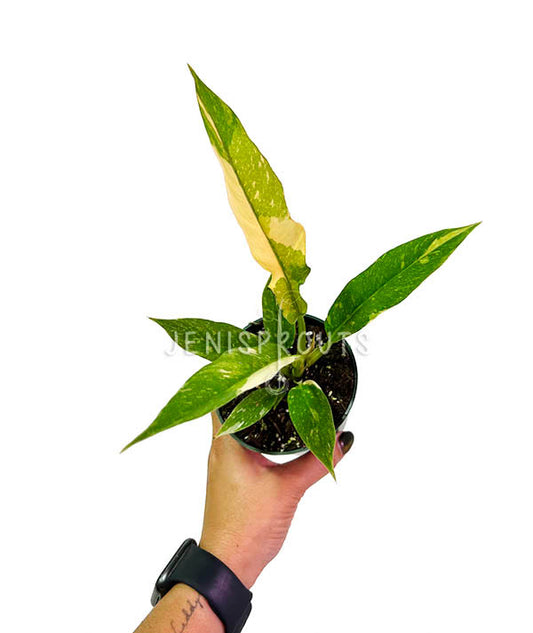 4" Philodendron Ring of Fire