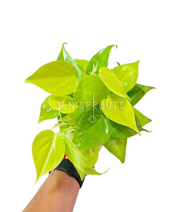 4" Philodendron Cordatum 'Lemon Lime'