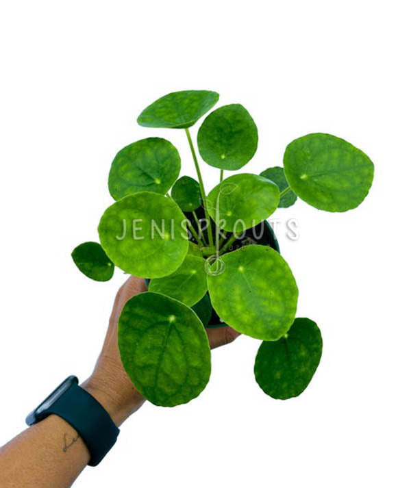 4" Pilea Peperomioides (Chinese Money Plant)